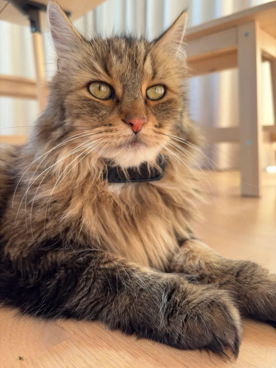 The real Mio lying on a wooden floor showing a fluffy striped coat