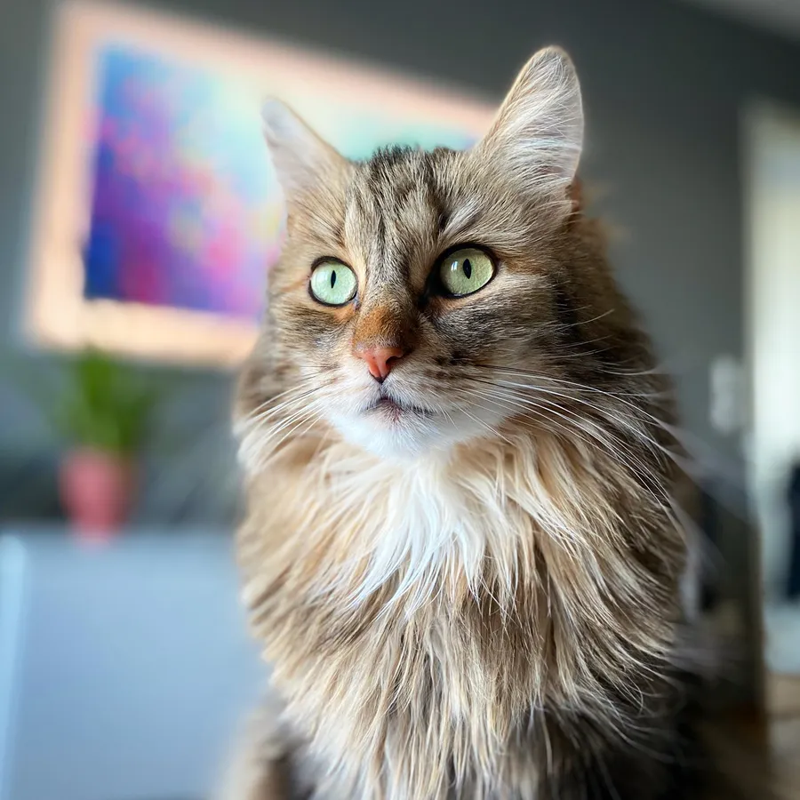 Photo of the real Mio, a Swedish forest cat