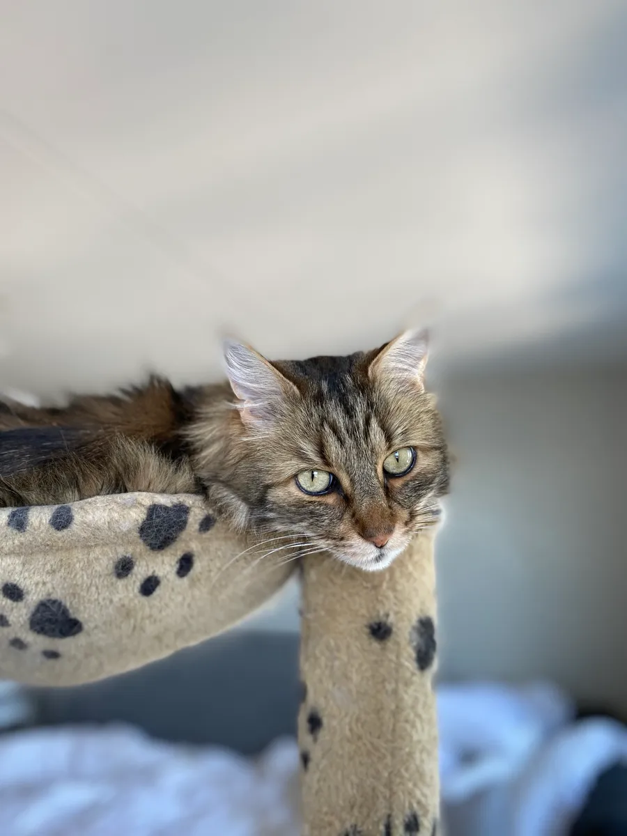 The real Mio relaxing on top of a cat tree